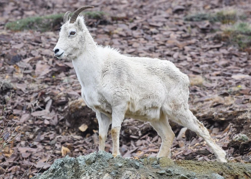 Dallinpuuhi (Valkoinen puuhi) (Ovis dalli), 4 of 4