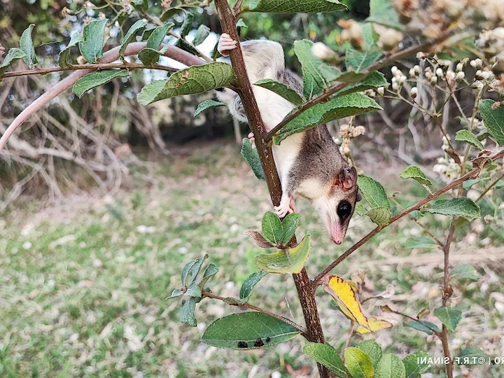 Paraguayaanse vetstertbuidelrot