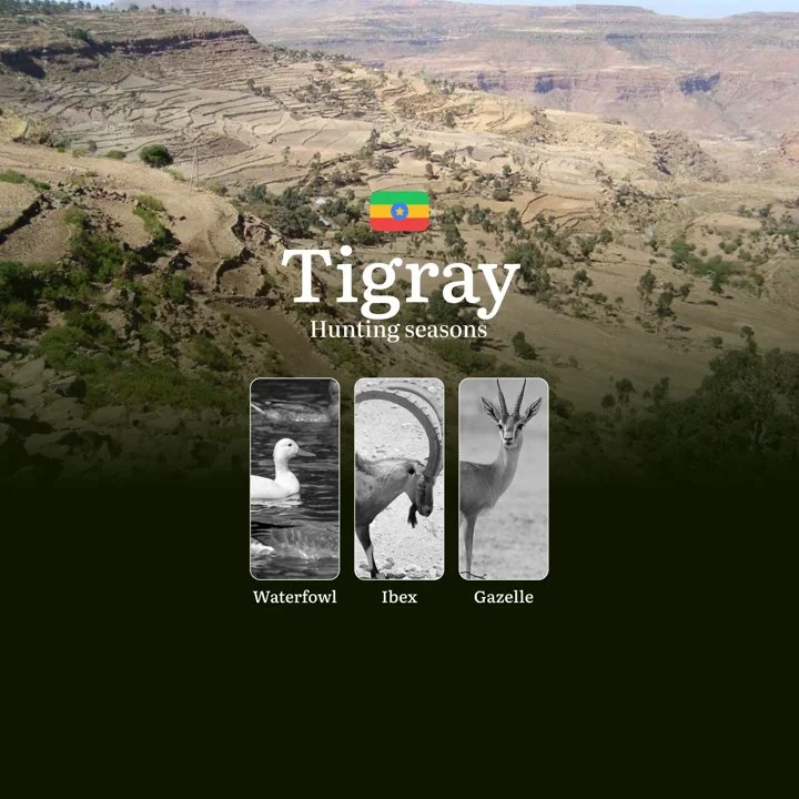 TIGRAY Region, Ethiopia: Hunting Seasons, Features, Licenses and Current Regulations, Recommendations for Choosing Time and Location
Hunting Seasons in Tigray, Key Perio