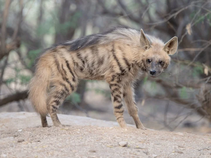 Ճանապարհային բորենի (Բորենի) (Hyaena hyaena), 3 of 3