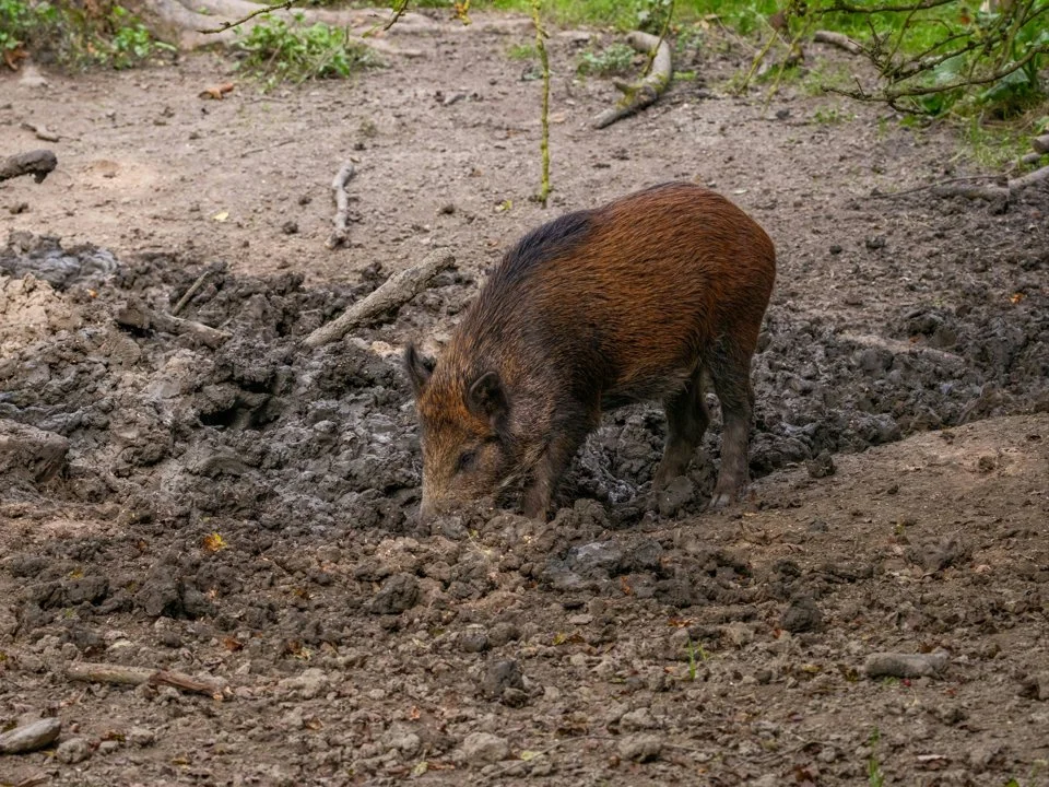 Guéret: un sanglier affolé traverse le centre-ville et sème la panique dans un jardin