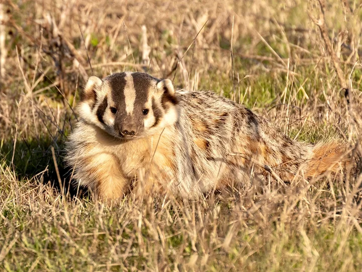 Amerikanischer Dachs (Waldschneppendachs) (Taxidea taxus)