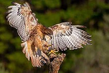 Falconry is the hunting of wild animals in their natural state and habitat by means of a trained bird of prey.