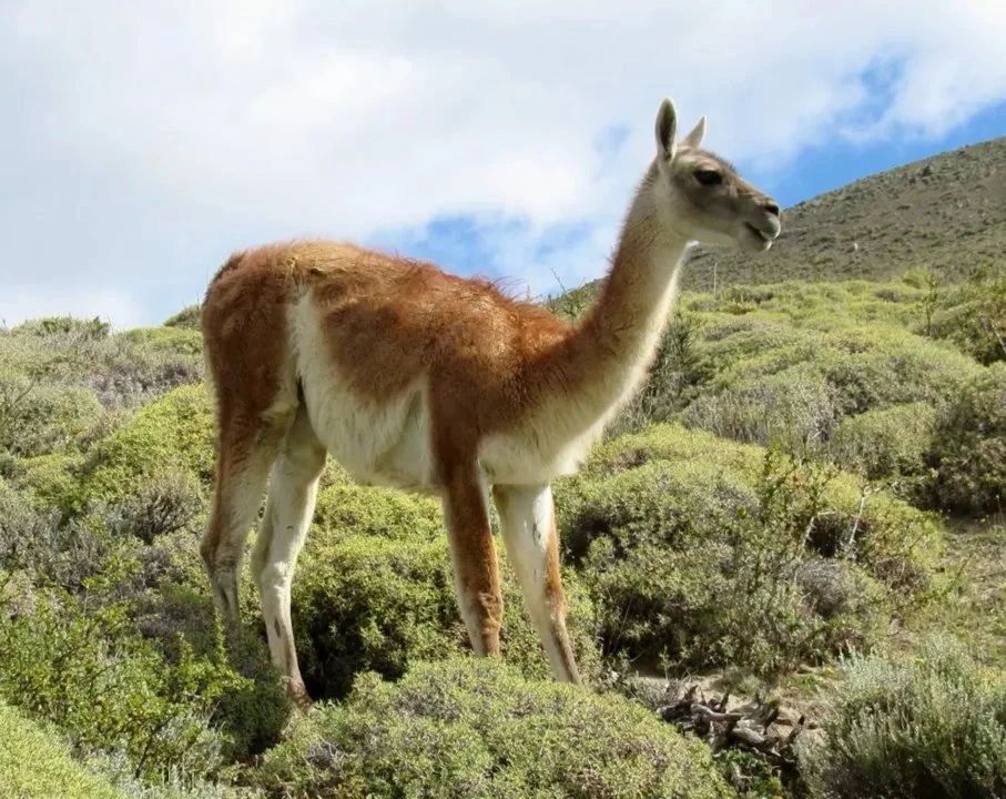 Guanako (Lama guanicoe)