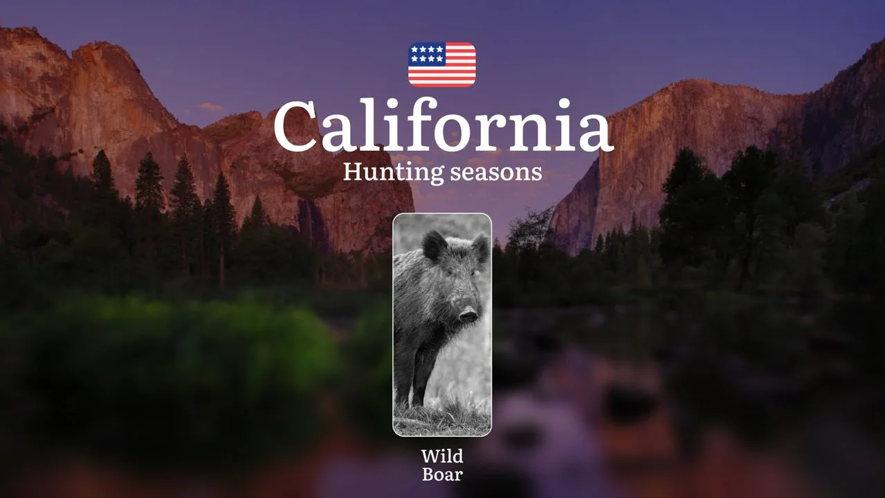 Hunting Seasons for Wild Pigs in California: Seasons, Dates, Permits, Rules and Regional Features

How Wild Pig Hunting Is Regulated in California

In California, wild pi