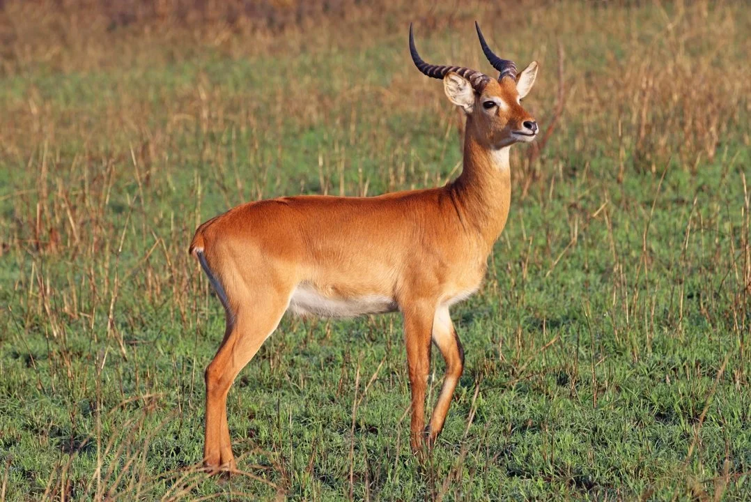 कोब (कोब एंटीलोप)