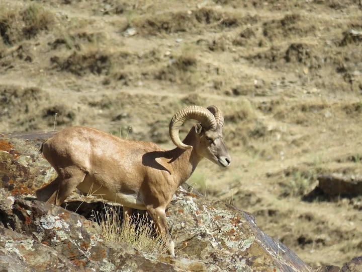 आर्गली (सेवेर्टज़ोव आर्गली)