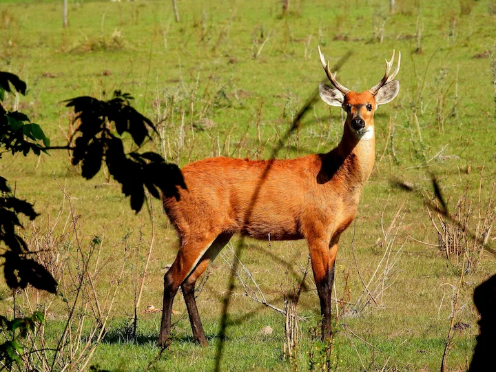 मार्श डीयर (दक्षिण अमेरिकी मार्श डीयर)