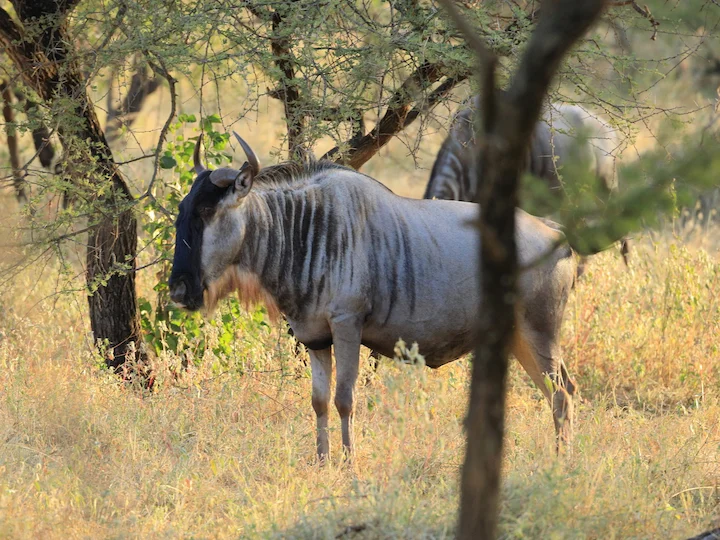 Weißbart-Gnus (Weißbärtiger Gnus) (Connochaetes taurinus albojubatus)