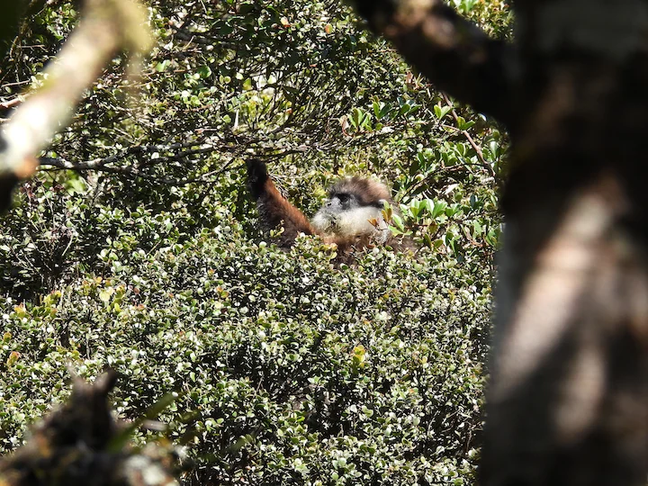 Perssegesig-langur
