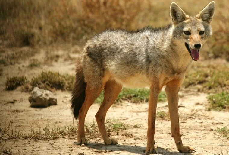 Die gewone jakkals, Of Asiatiese jakkals, of chekalka (latyn Canis aureus, letterlik — "goue hond") is'n soogdier uit die hondefamilie. Die suksesvolle verspreiding van d