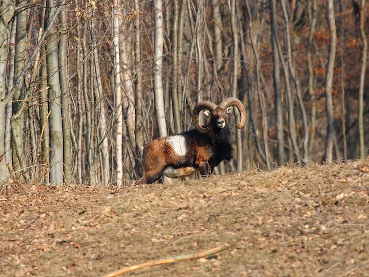 Moesmoes (Europese moesmoes)