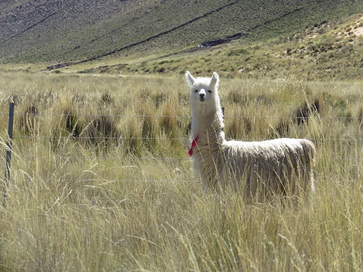 Llama domestica