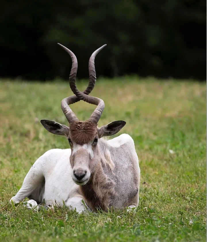 Ադդաքս (Addax nasomaculatus), 5 of 5
