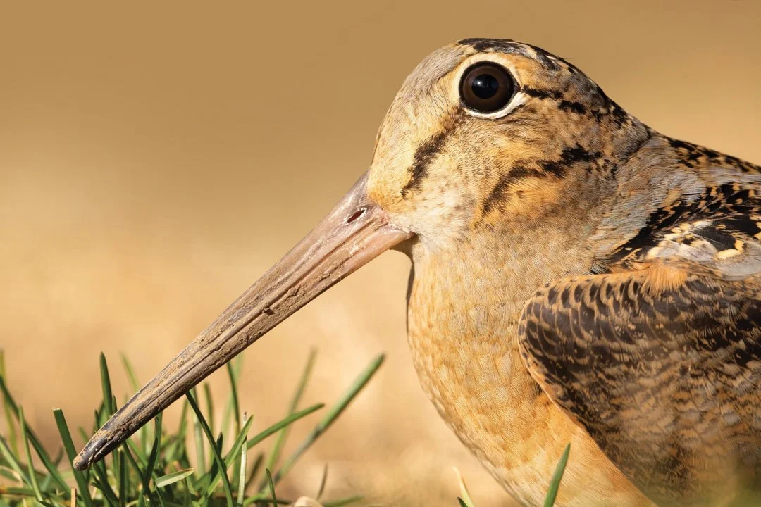 Dans le Nord, la Fédération des Chasseurs relance un vaste programme scientifique pour suivre la bécasse
Face aux bouleversements provoqués par le changement climatique