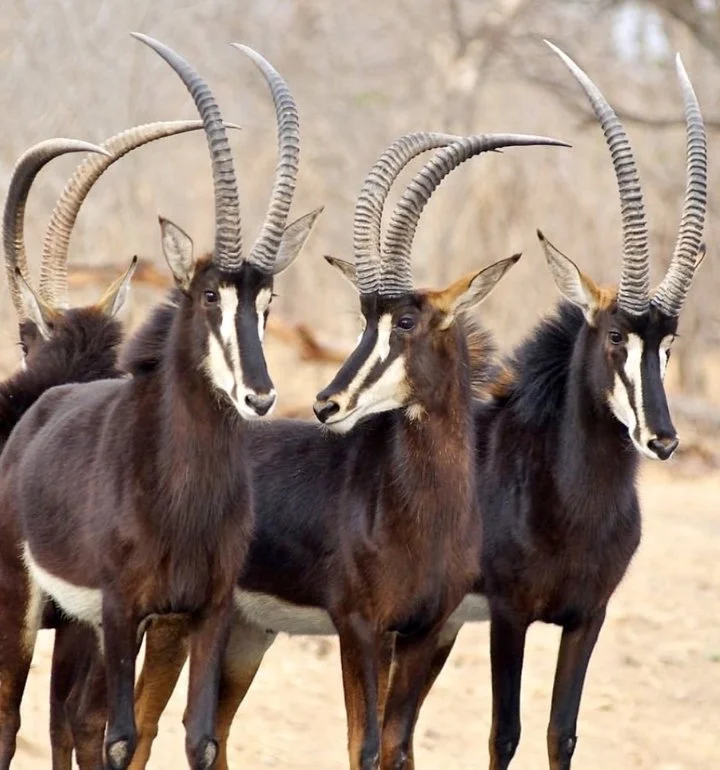 Sable Antelope Hunting in Africa: A Hunter's Comprehensive Guide

The sable antelope ( Hippotragus niger ) is a majestic and highly prized trophy for hunters venturing in