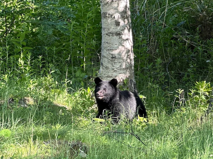 Orso nero asiatico