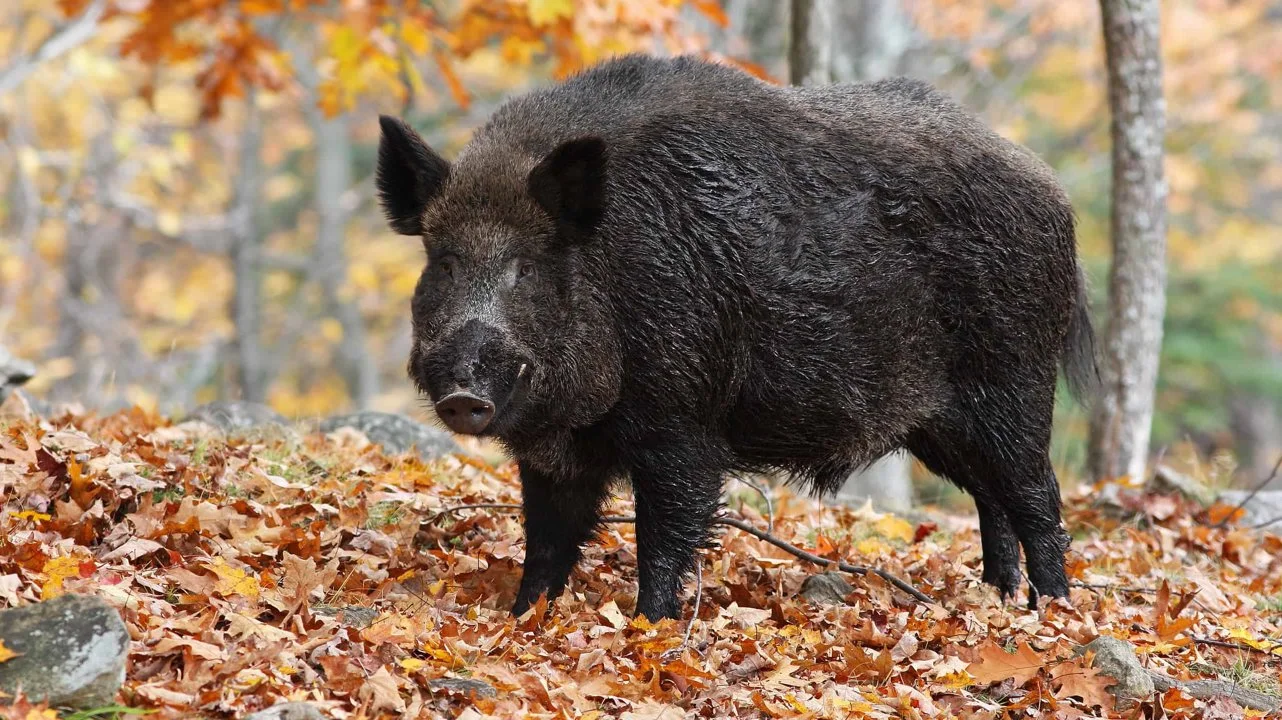 Սուս սկրոֆա ուսուրիկուս (Sus scrofa ussuricus), 2 of 2