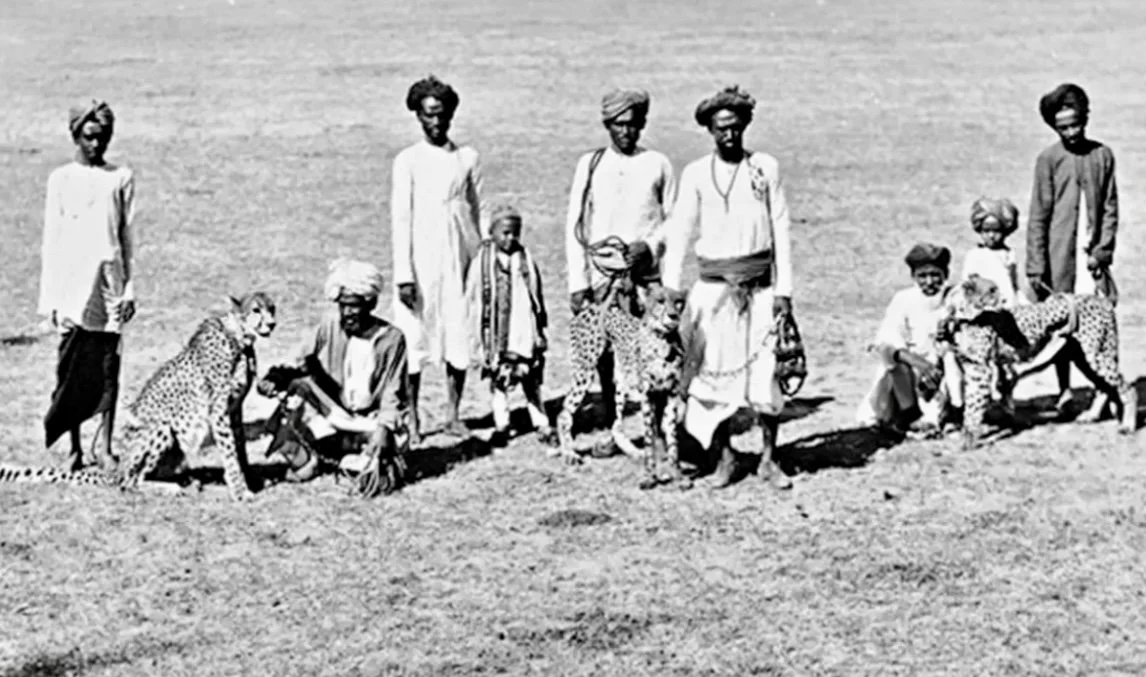 The Cheetah Hunt in India: When Royalty Ran with the Fastest Predator on Earth  