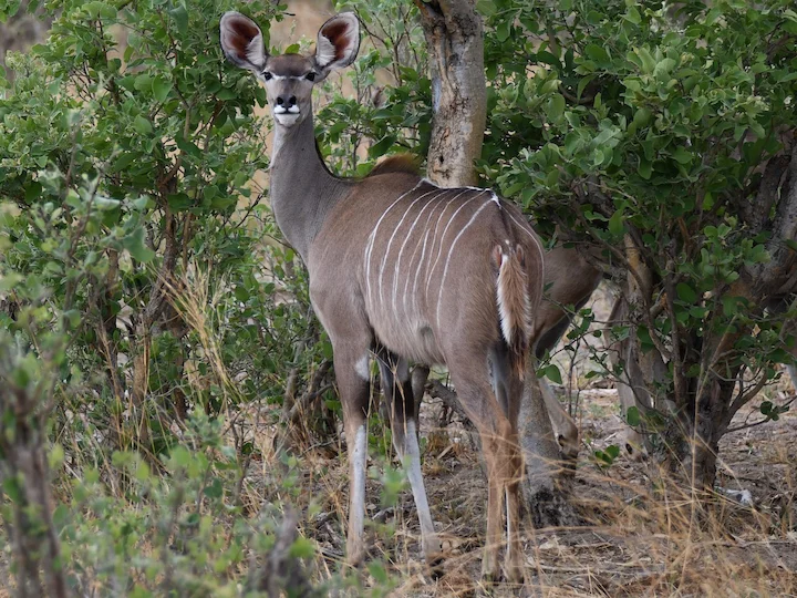 Kudu velký