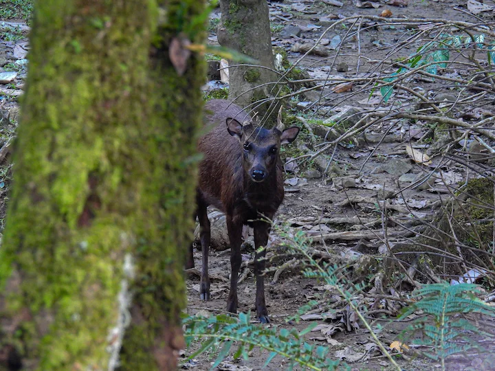 Filippynse rusa (Mariannasrusa) (Rusa marianna), 2 of 3