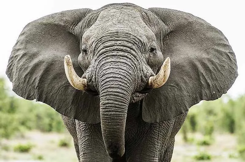 Olifante is die grootste landdiere op Aarde. Hulle woon in Suidoos-Asië en Afrika in tropiese woude en savanne. Die grootste Is afrika-savanna-olifante, hul massa kan 6 t