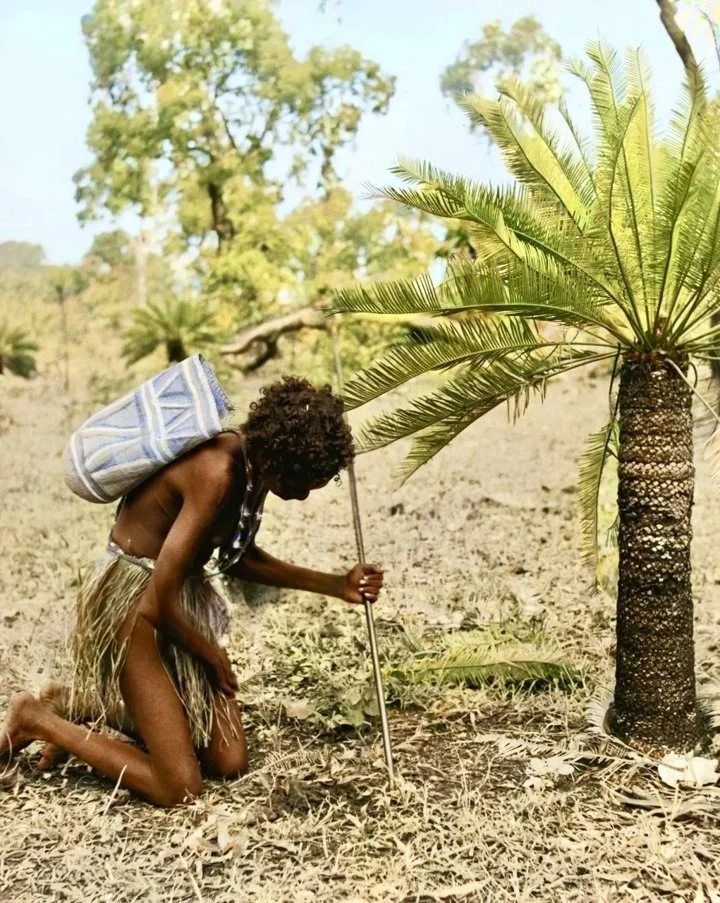 Macrozamia bush flavour for Australian aborigine hunters.
Macrozamia are palm-shaped, dioecious plants with a usually unbranched trunk with several or many leaves. The l