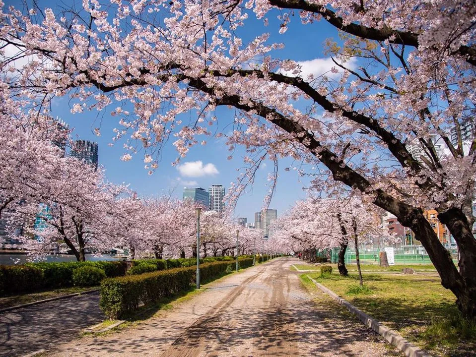 Japan in Cherry Blossom Season