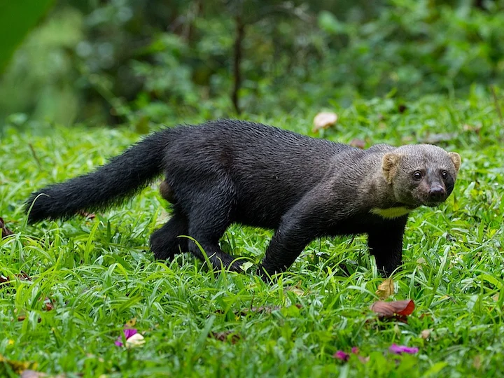 Tayra (Honungsgrävling) (Eira barbara)