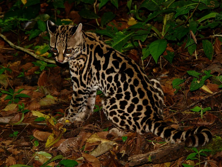 Margay dlouhoocasý