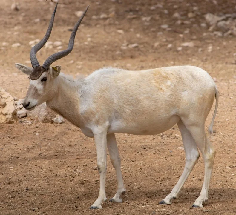 Ադդաքս (Addax nasomaculatus), 3 of 5