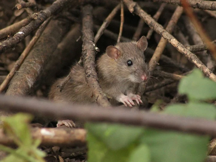 Rotte (Noorse rot) (Rattus norvegicus), 1 of 3
