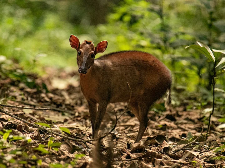 Червен горски дюйкер (Дюйкер с червена пъстрина) (Cephalophus callipygus)